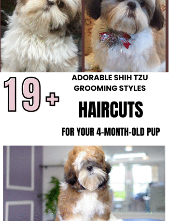 19 Adorable Shih Tzu Grooming Styles for Your 4-Month-Old Pup