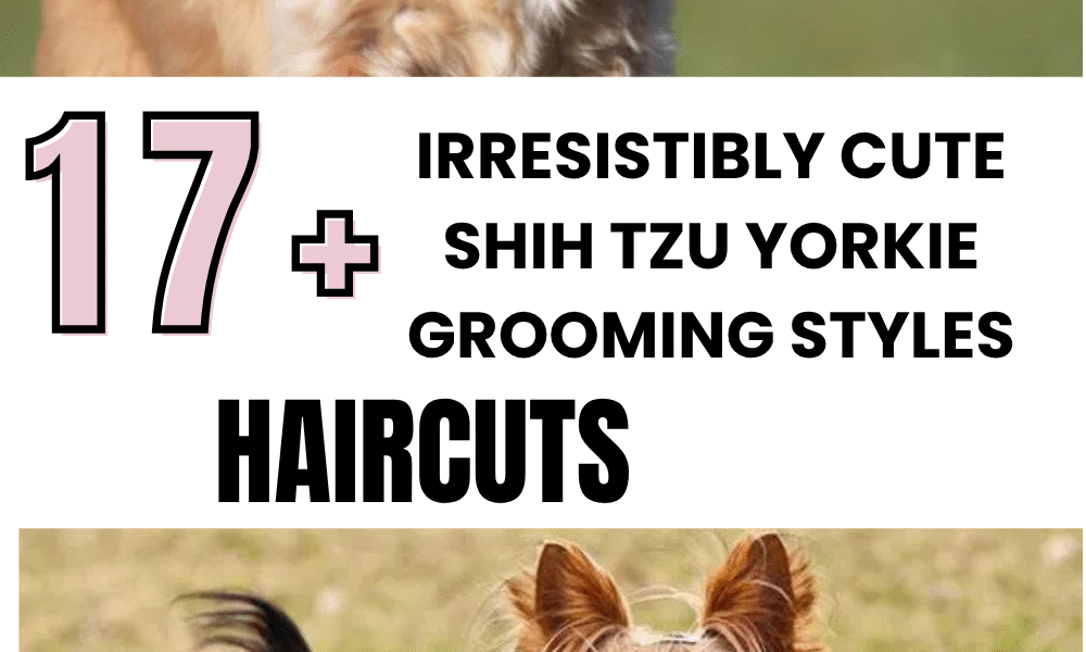 Irresistibly Cute Shih Tzu Yorkie Grooming Styles