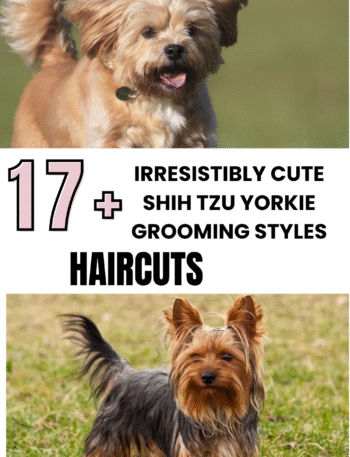 Irresistibly Cute Shih Tzu Yorkie Grooming Styles