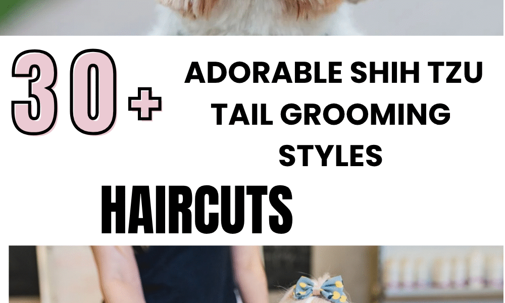 Adorable Shih Tzu Tail Grooming Styles