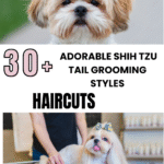 Adorable Shih Tzu Tail Grooming Styles