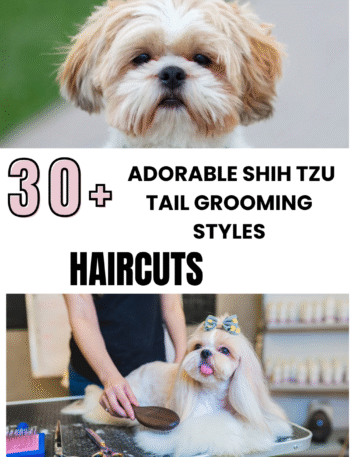 Adorable Shih Tzu Tail Grooming Styles