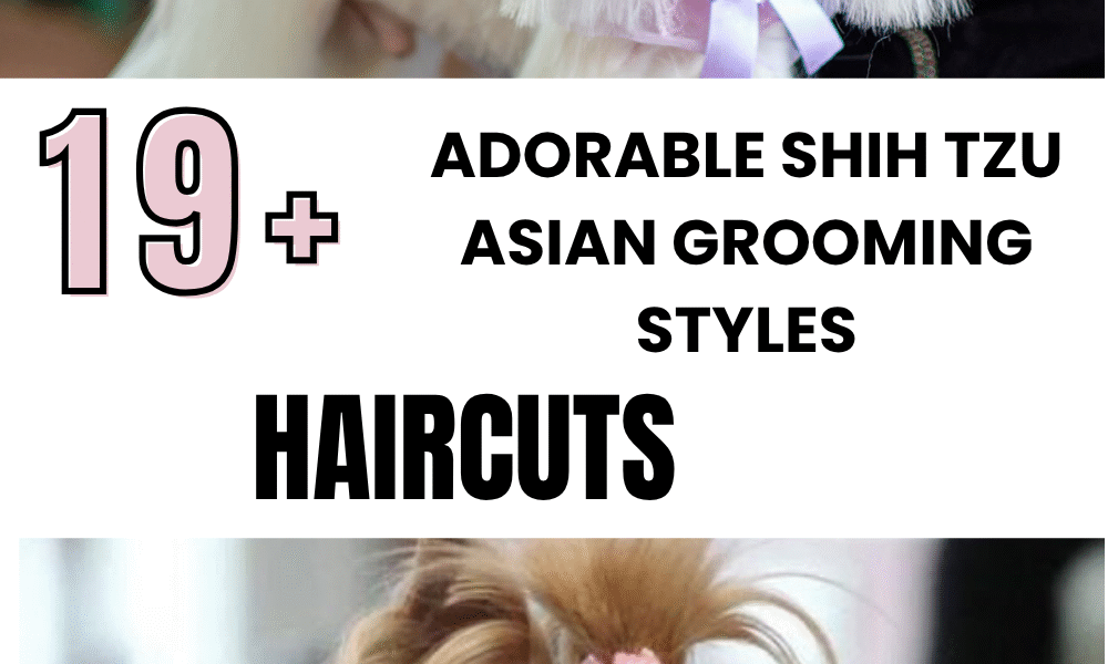 Adorable Shih Tzu Asian Grooming Styles