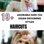 Adorable Shih Tzu Asian Grooming Styles