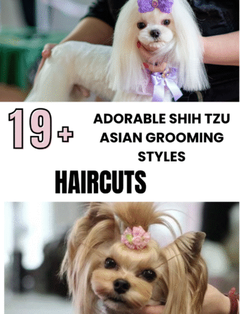 Adorable Shih Tzu Asian Grooming Styles