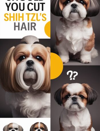 Short Should You Cut a Shih Tzu’s Hair