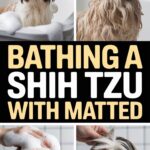 Bathing a Shih Tzu with Matted