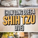 How Long Does a Shih Tzu Live