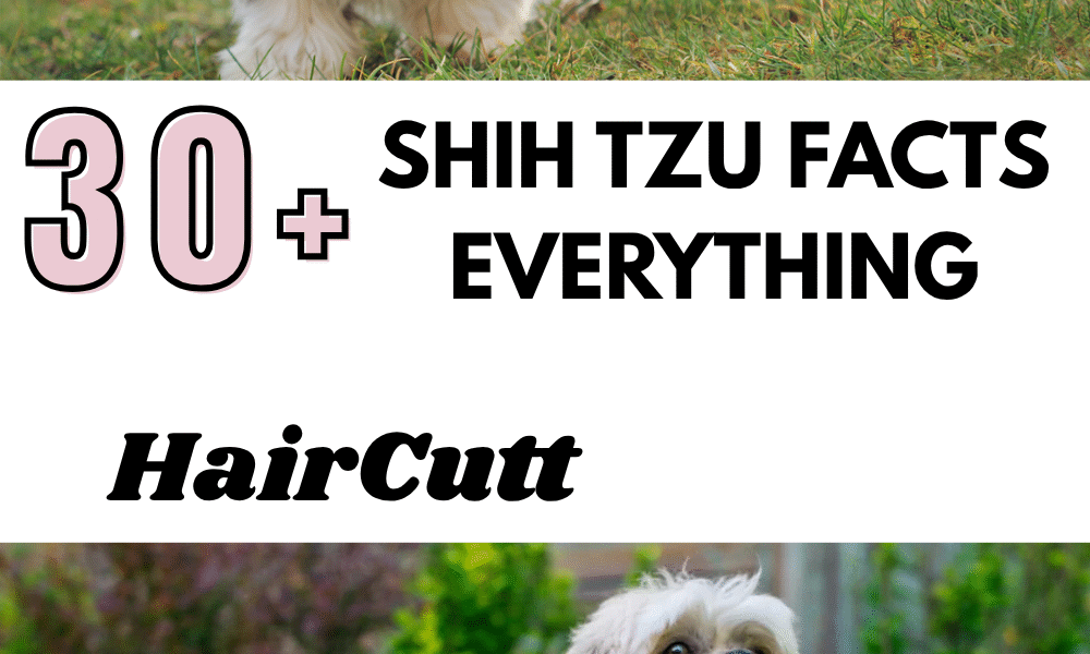 Shih Tzu Facts Everything