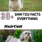 Shih Tzu Facts Everything