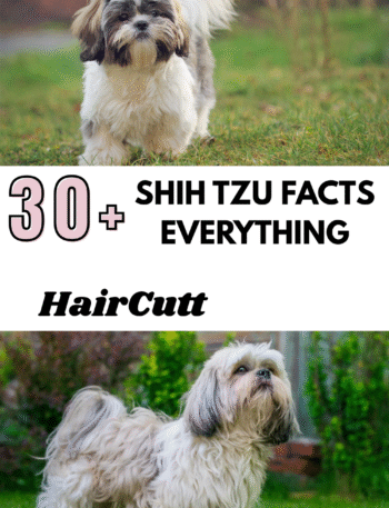 Shih Tzu Facts Everything
