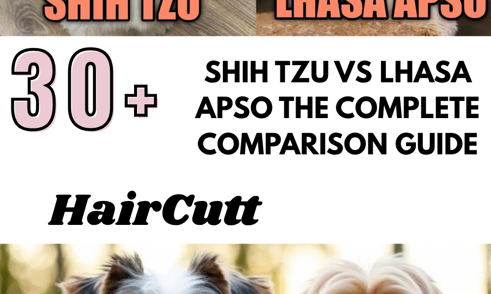 Shih Tzu vs Lhasa Apso