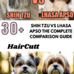 Shih Tzu vs Lhasa Apso
