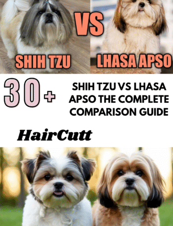 Shih Tzu vs Lhasa Apso