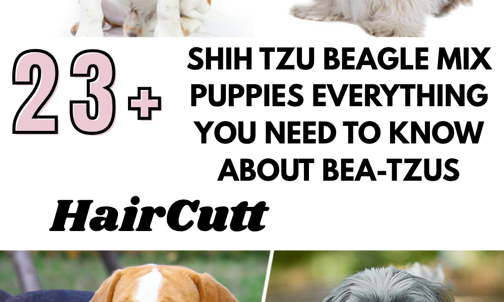 Shih Tzu Beagle Mix Puppies