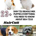 Shih Tzu Beagle Mix Puppies