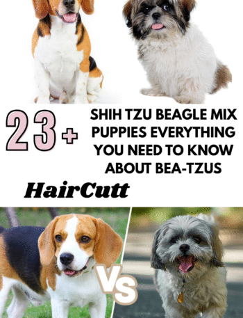 Shih Tzu Beagle Mix Puppies