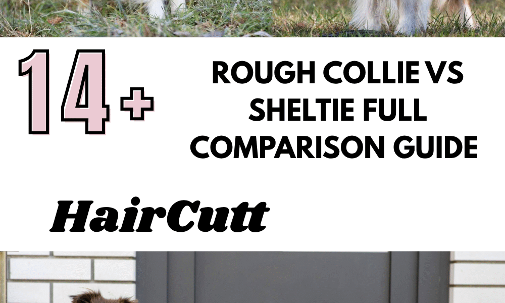 Rough Collie vs Sheltie Full Comparison Guide
