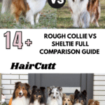 Rough Collie vs Sheltie Full Comparison Guide