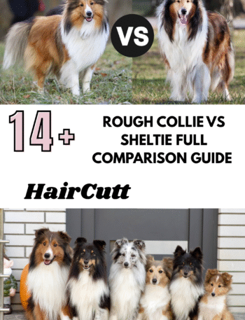 Rough Collie vs Sheltie Full Comparison Guide