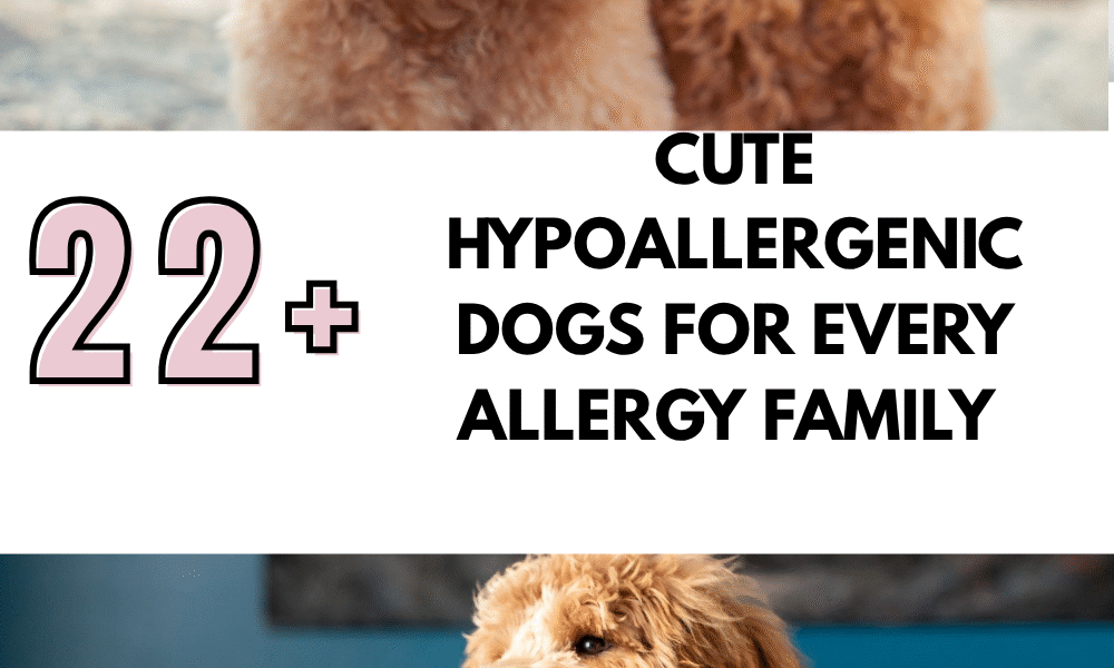 Cute Hypoallergenic Dogs