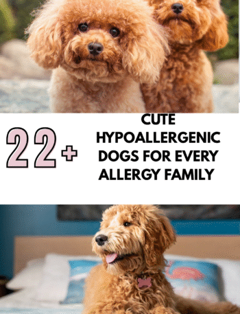 Cute Hypoallergenic Dogs
