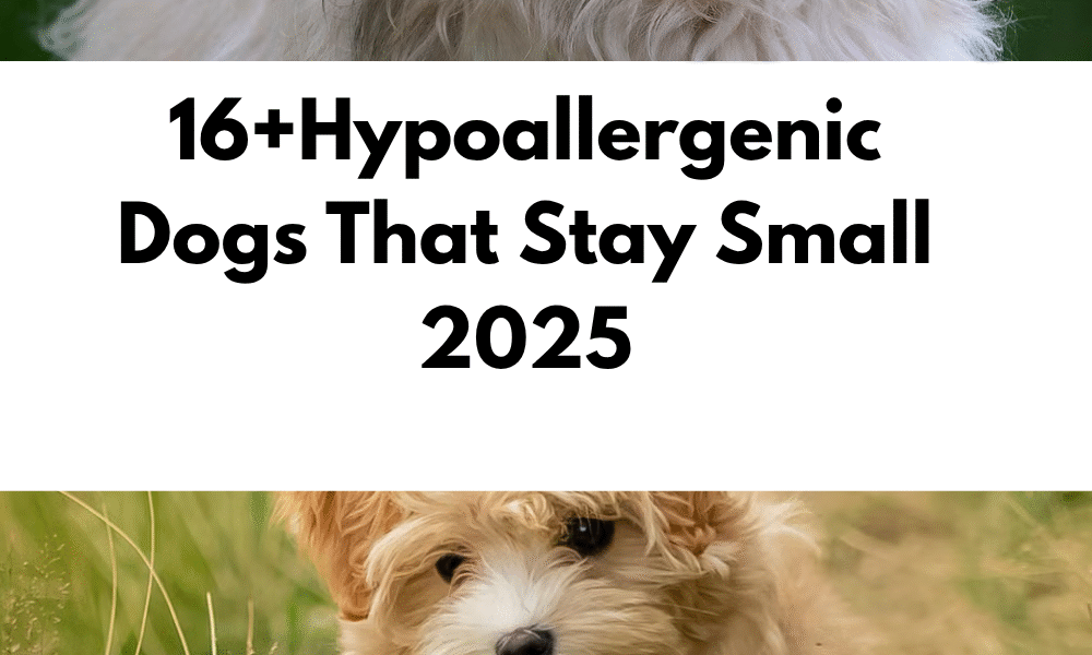 Hypoallergenic Dogs That Stay Small