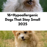 Hypoallergenic Dogs That Stay Small