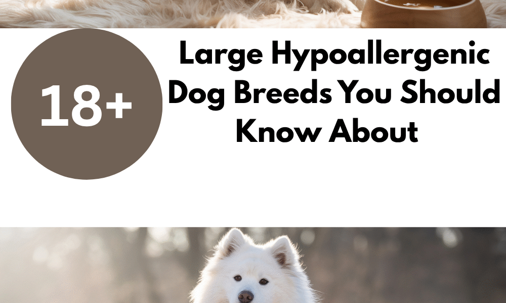 Large Hypoallergenic Dog