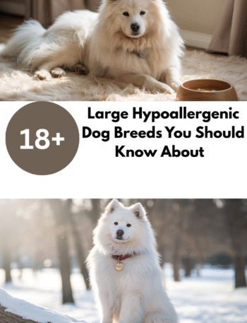 Large Hypoallergenic Dog
