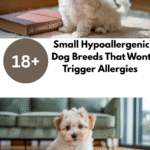 Small Hypoallergenic Dog Breeds That Won’t Trigger Allergies