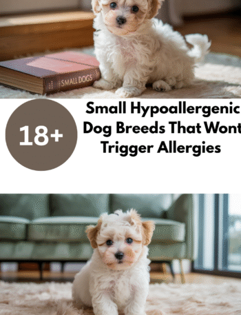 Small Hypoallergenic Dog Breeds That Won’t Trigger Allergies