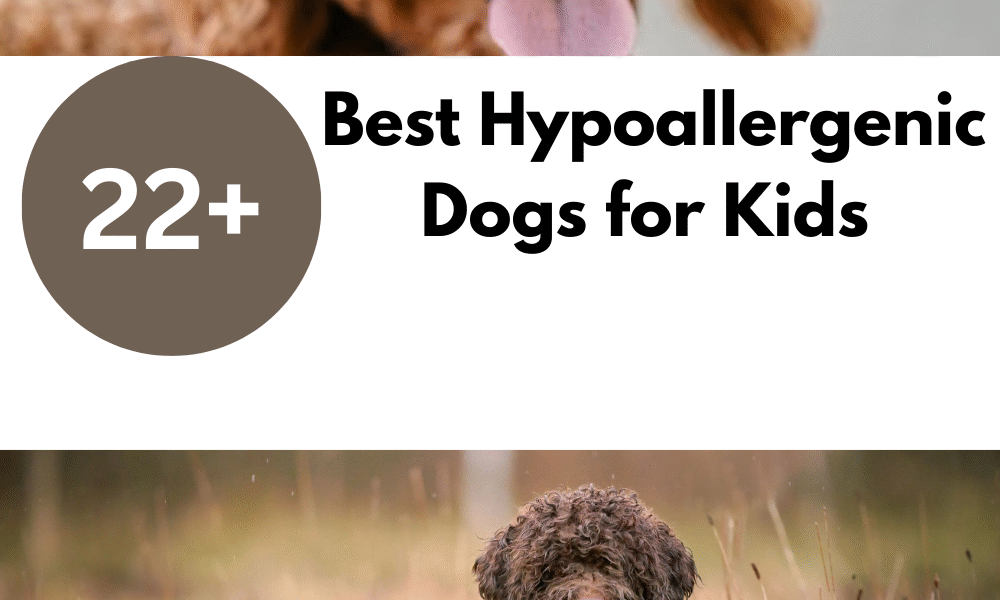 Best Hypoallergenic Dogs for Kids