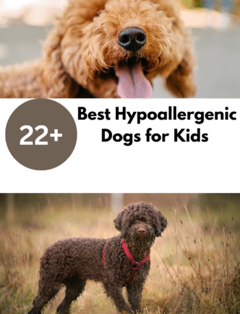 Best Hypoallergenic Dogs for Kids