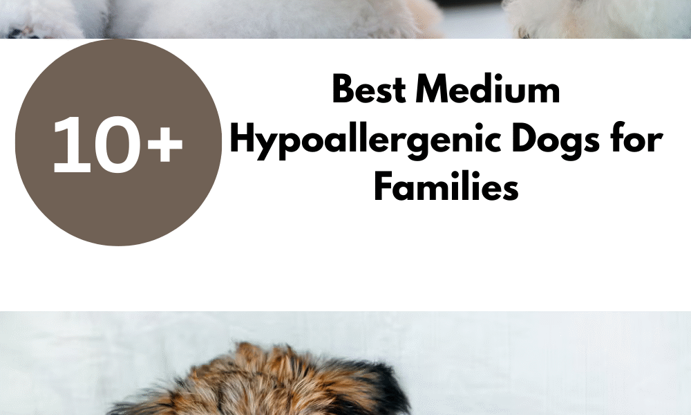 Best Medium Hypoallergenic Dogs for Families