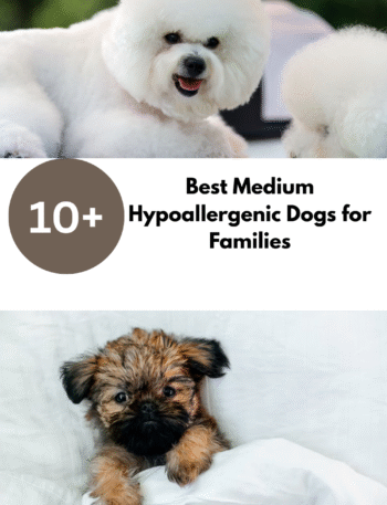 Best Medium Hypoallergenic Dogs for Families