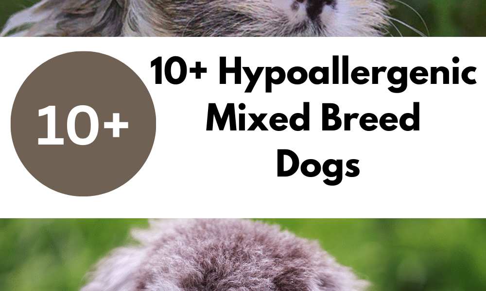 10+ Hypoallergenic Mixed Breed Dogs The Ultimate 2025