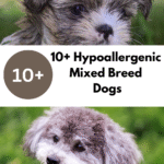 10+ Hypoallergenic Mixed Breed Dogs The Ultimate 2025