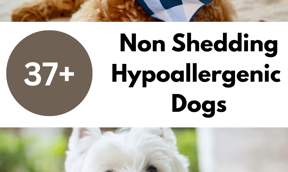 Non-Shedding Hypoallergenic Dogs