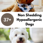 Non-Shedding Hypoallergenic Dogs