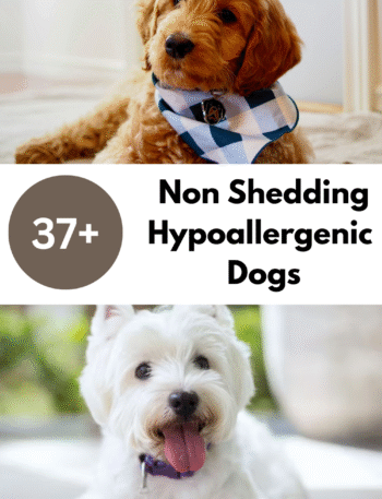 Non-Shedding Hypoallergenic Dogs