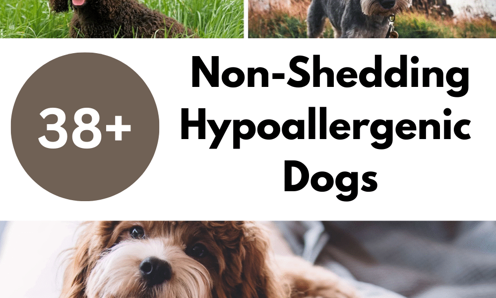 Non-Shedding Hypoallergenic Dogs The Ultimate 2025 Guide