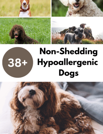 Non-Shedding Hypoallergenic Dogs The Ultimate 2025 Guide