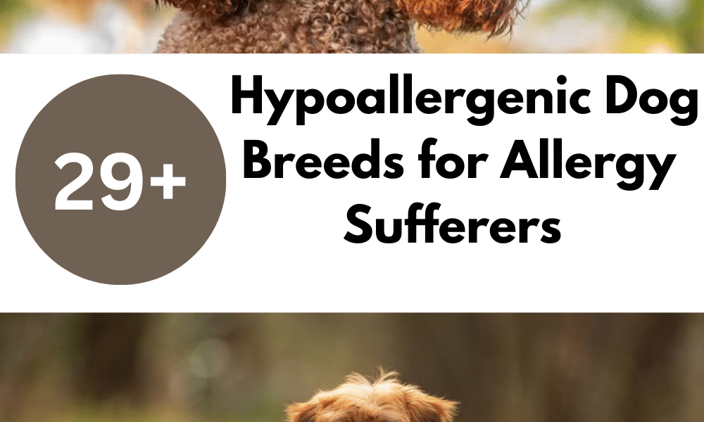 Hypoallergenic Dog Breeds for Allergy Sufferers