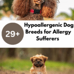 Hypoallergenic Dog Breeds for Allergy Sufferers
