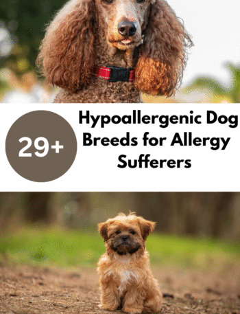 Hypoallergenic Dog Breeds for Allergy Sufferers