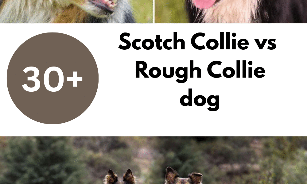 Scotch Collie vs Rough Collie