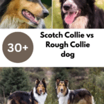 Scotch Collie vs Rough Collie