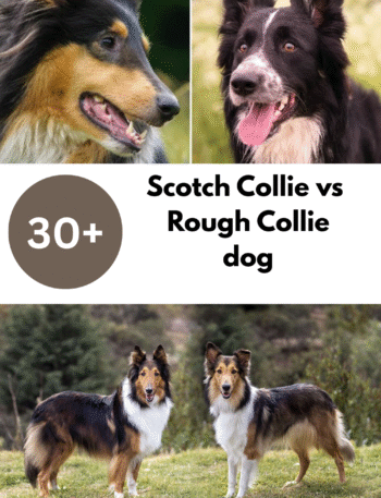 Scotch Collie vs Rough Collie