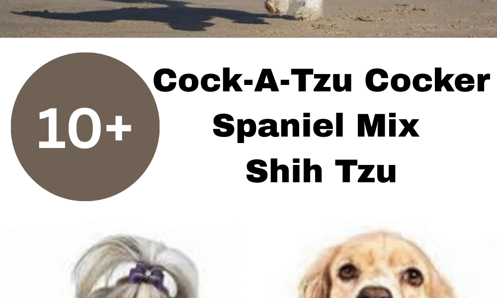 The Cock-A-Tzu Cocker Spaniel Mix Shih